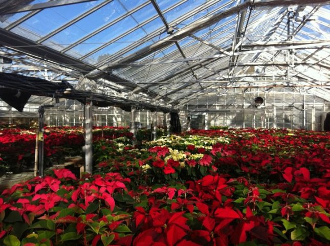 Poinsettia Enterprise Project in greenhouses at EHS Unit