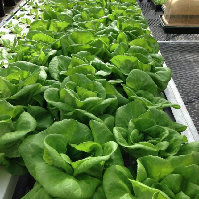 Hydroponic vegetable crops in the new Hydroponic Greenhouse at the Crops Unit