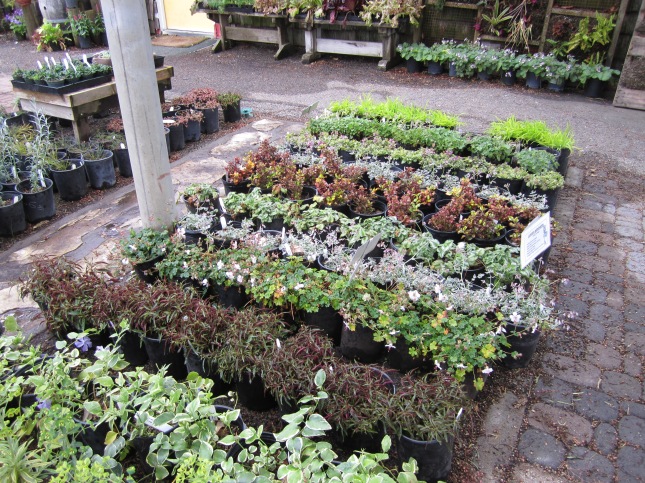 Nursery one-gallon plants for sale at Poly Plant Shop
