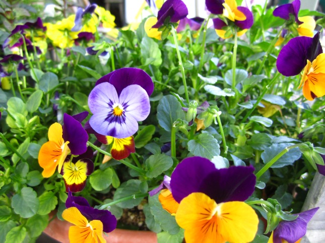 Beautifully student-grown pansies for color trials